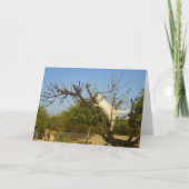 アーモンドツリーの白い子猫 カード (正面)