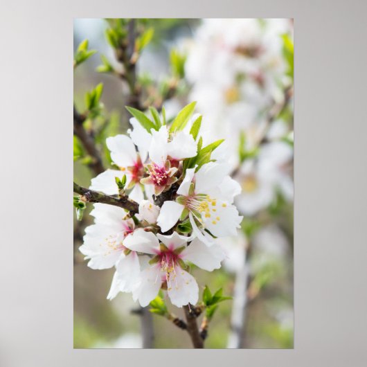 アーモンド咲き ポスター (正面)