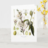 アーモンド カード (黄色い花)