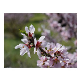 アーモンド・ブロッサム ポスター