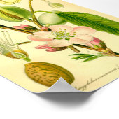 アーモンド（プルーヌアミグダルス） ポスター (角)