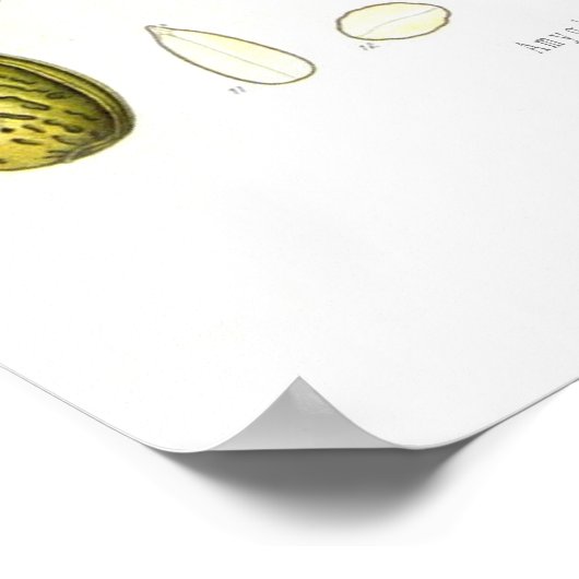 アーモンド ポスター (角)