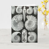 アーンストヘッケルアンモニティダ カード (黄色い花)