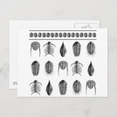 アーンストヘッケルトリロバイトパターン – 大 ポストカード (正面/裏面)