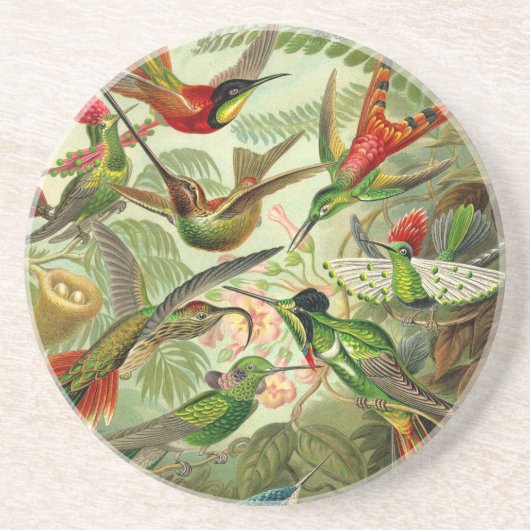 アーンスト・ハエッケル科ハチドリ コースター (正面)