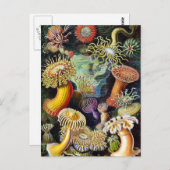 アーンスト・ヘイケルによる自然の芸術 ポストカード (正面/裏面)