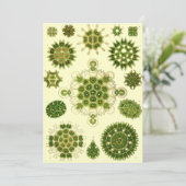 アーンスト・ヘイケル胞子 招待状 (スタンド正面)