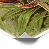 アーンスト・ヘイケル・アートプリント：オーチャド科 ポスター (角)