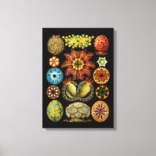 アーンスト・ヘッケルファインアート キャンバスプリント (正面)