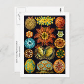 アーンスト・ヘッケルファインアート ポストカード (正面/裏面)