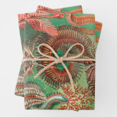 アーンスト·ヘッケル著Annelids Chaetopoda氏 ラッピングペーパーシート (インサイチュ)