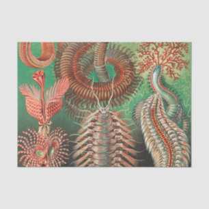アーンスト·ヘッケル著Annelids Chaetopoda氏 薄葉紙