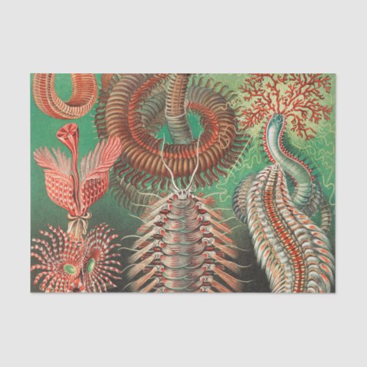 アーンスト·ヘッケル著Annelids Chaetopoda氏 薄葉紙 (正面)