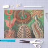 アーンスト·ヘッケル著Annelids Chaetopoda氏 薄葉紙 (クラフト)