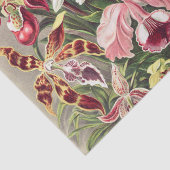 アーンスト·ヘッケル『オーキデア·デヌスブルメン』 薄葉紙 (詳細)