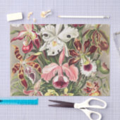 アーンスト·ヘッケル『オーキデア·デヌスブルメン』 薄葉紙 (クラフト)