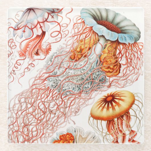 アーンスト·ヘッケル『Discomedusae』クラゲ ガラスコースター (正面)