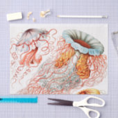 アーンスト·ヘッケル『Discomedusae』クラゲ 薄葉紙 (クラフト)