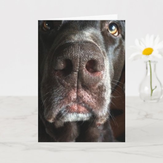 ア・イ・プロイ・チョコレート・ラボ・スナウト・ベレート・誕生日 カード (小さな植物)