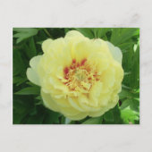 イかわいらしエローバーツェラピオニーフラワー開花PC シーズンポストカード (正面)