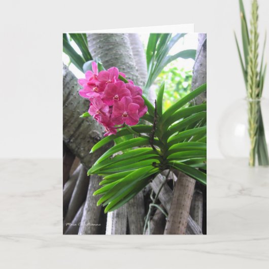 イアオバレー – マウイ,ハワイ カード (正面)