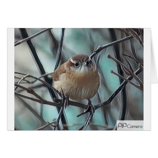 イエミソサザイ (正面横)