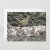 イエミソサザイ ポストカード (正面/裏面)