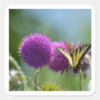 イエロスワローテールバタフライ スクエアシール