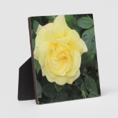 イエロバラ フォトプラーク (正面)