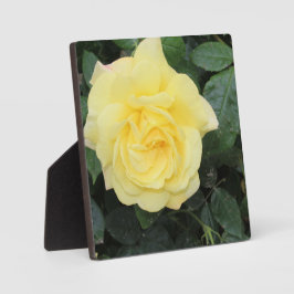 イエロバラ フォトプラーク