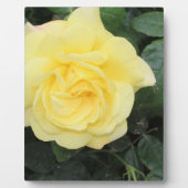 イエロバラ フォトプラーク (正面)