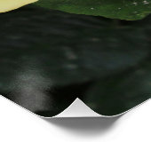 イエロバラ ポスター (コーナー)