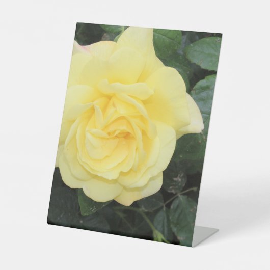 イエロバラ 台座サイン (正面)