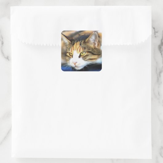 イエローアイドカリコキャットリアリスティックペットポートレート スクエアシール (バッグ)