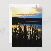 イエローアイリスアットレイクアローワードショア ポストカード (正面/裏面)