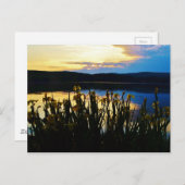 イエローアイリスアットレイクアローワードショア ポストカード (正面/裏面)