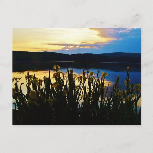 イエローアイリスアットレイクアローワードショア ポストカード (正面)