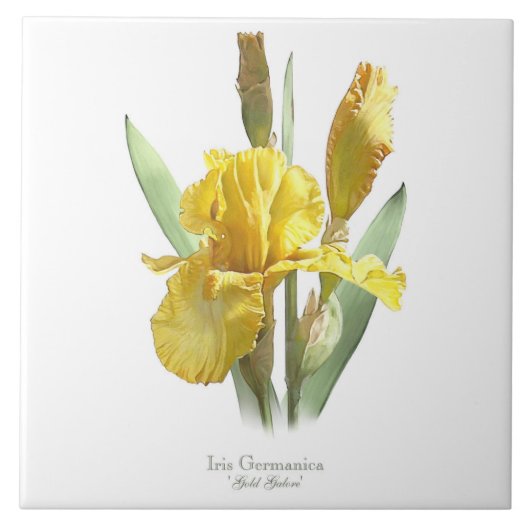 イエローアイリスフラワーボタニカルスタイルアート タイル (正面)