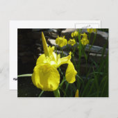 イエローアイリスブライト春フローラ ポストカード (正面/裏面)