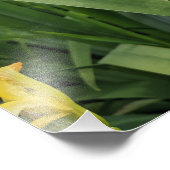 イエローアイリスプリント フォトプリント            (角)