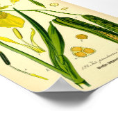 イエローアイリス（アイリス偽名）プリント ポスター (角)