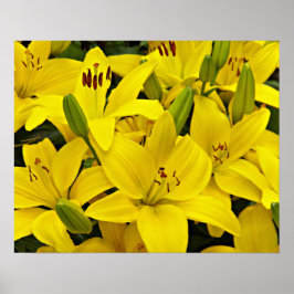 イエローアジアティックユリの花の写真 ポスター