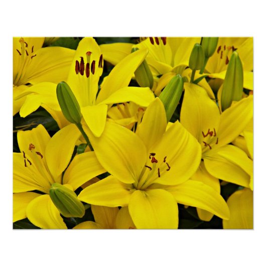 イエローアジアユリフローラ ポスター (正面)