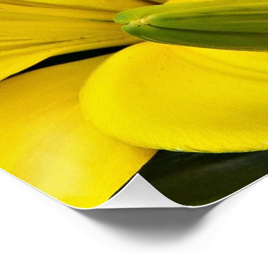 イエローアジアユリフローラ ポスター (コーナー)