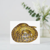 イエローアナコンダ ポストカード (スタンド正面)