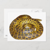 イエローアナコンダ ポストカード (正面/裏面)