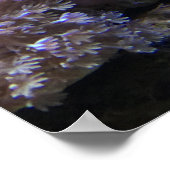 イエローアンジェフィッシュ ポスター (角)