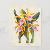 イエローアンドピンクリアラエリアオーキッドヴィンテージ植物学 ポストカード (正面/裏面)