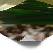 イエローアンドホワイトダフォディル春フローラ ポスター (角)