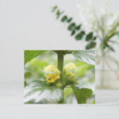 イエローアーチャンエルラミウムガレオベロン ポストカード (スタンド正面)